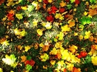 Jesień, Kolorowe, Liście