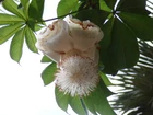 Kwiat, Baobabu, Adansonia Digitata