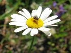 Żółte, Kwiaty, Rurkowe, Pszczoła