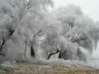Drzewa, Zima, Szadź