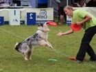 Pies, Border Collie, Frisbee, Kobieta