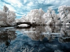 Białe, Drzewa, Rzeka, Mostek, Zima