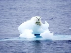Niedźwiedź Polarny, Morze, Kra