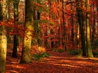 Las, Ścieżka, Jesień