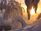 Zachód, Słońca, Drzewa, Zima