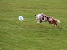 Border Collie, Frisbee