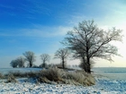 Zima, Śnieg, Drzewa, Pola
