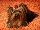 Yorkshire Terrier, Kokardka, Dywan