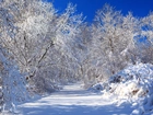 Drzewa, Śnieg, Zima