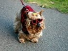 Yorkshire Terrier, Ubranko, Okulary