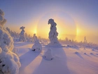 Drzewa, Pokryte, Śniegiem, Słońce