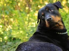 Rottweiler, Łańcuszek, Zieleń