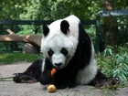 Głodny, Miś, Panda, Marchewka