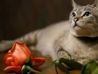 Kot, Kwiat, Róża