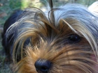 Yorkshire Terrier, Głowa