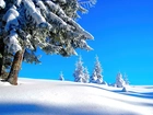 Niebo, Drzewa, Zima