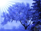 Promienie Słońca, Drzewo, Zima