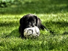 Czarny, Labrador Retriever, Szczeniak, Piłka