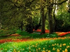 Park, Drzewa, Tulipany