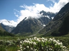 Góry, Kwiatki, Narodowy Park, Fiordland, Nowa Zelandia