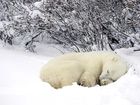 Niedźwiedź, Polarny Zima, Krzaki