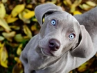 Pies, Niebieskie, Oczy, Wyżeł weimarski