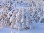 Krzewy, Pokryte, Śniegiem