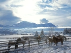 Konie, Zagroda, Zima, Góry