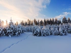 Drzewa, Śnieg, Zima, Zachód Słońca
