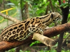 Ocelot, Drzewo, Zoo