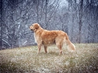 Początek, Zimy, Golden retriever