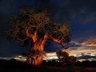 Baobab, Chmury, Zachód Słońca