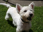 West Highland White Terrier, zielona, trawa