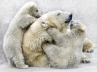 Rodzinka, Niedźwiedzi, Polarnych, Zabawa