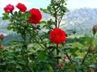 Piękne, Czerwone, Róże