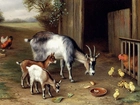 Edgar Hunt, Kozy, Klatka, Kurczaki