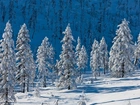 Góra, Drzewa, Zima
