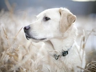 Pies, Labrador, Retriever