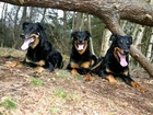 Trzy, Beaucerony, przewrócone, drzewo