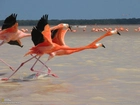 Flamingi, Czerwonaki