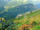Góry, Lasy, Roślinność, Tatry, Polska