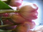Wiązanka, Tulipanów, Rosa