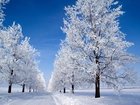 Zima, Droga, Ośnieżone, Drzewa