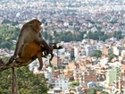 Małpka, Panorama, Miasta, Wysokość