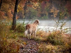Pies, Rzeka, Las, Jesień, Golden Retriever