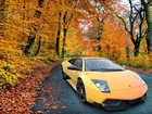 Lamborghini Murcielago, Las, Jesień