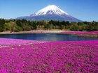 Wulkan, Dywan, Kwiatowy, Japonia