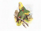 Zielone, Papugi, Żółte, Głowy, Edward Lear