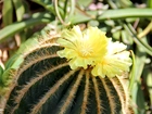 Kwitnący, Kaktus, Kolce