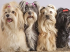 Cztery, Pieski, Shih, Tzu